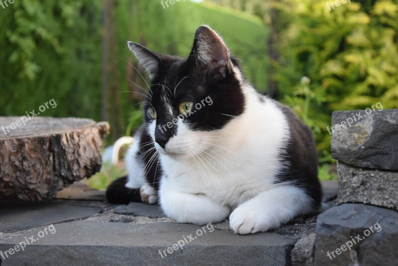 Cat Hangover Watched Black And White Animal Portrait Concerns