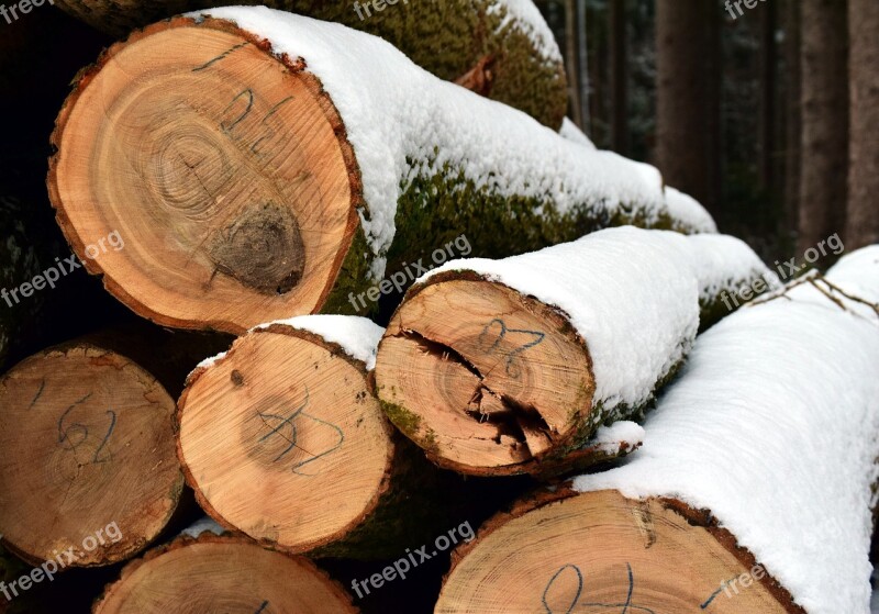 Tree Trunks Winter Snow Forest Trees