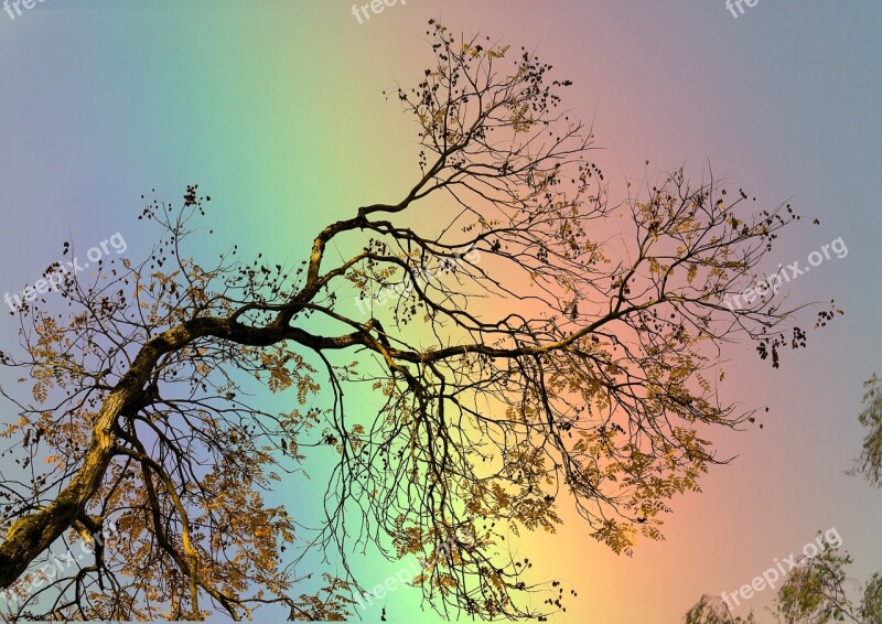 Rainbow Branch Boxer Shorts Free Photos