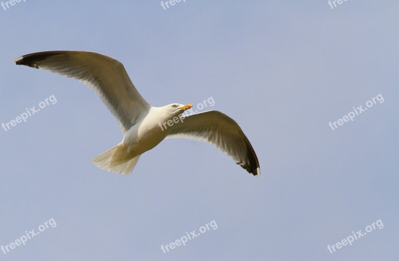 Gull Bird Seabird Bird Flight White Seagull