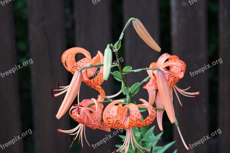 Flower Plant Summer Flower Summer Flowers Plants