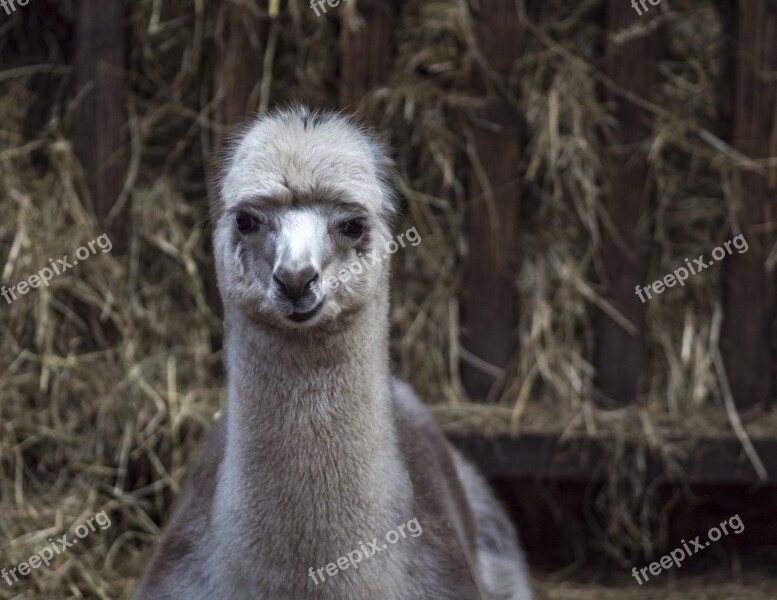 Lama Lama Head Alpaca Animal Fur