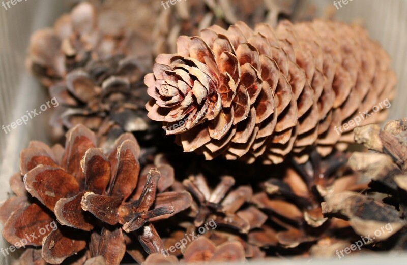 Cones Conifers Nature Coniferous Tree