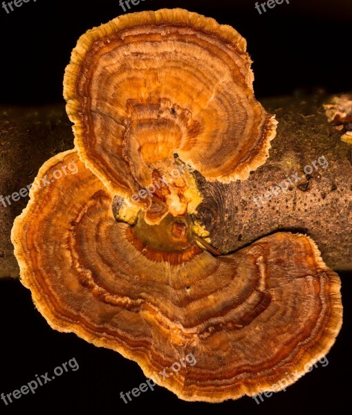 Mushroom Tree Fungus Velvety Bark Structure