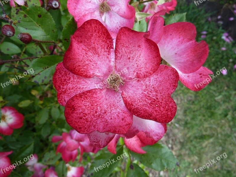 Pink Rosebush Rosary Nature Flower