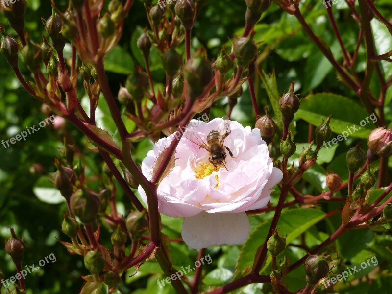 Pink Flower Rosary Insect Bee