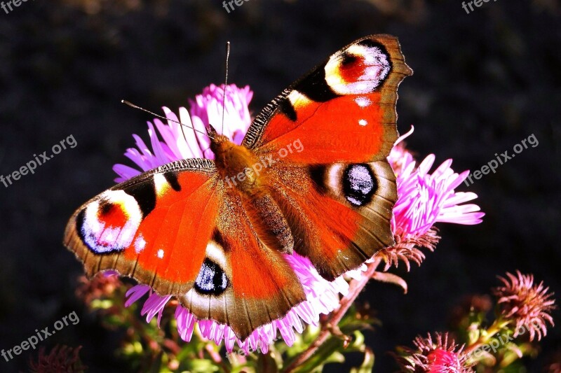 Animal Insect Butterfly Painted Peacock Plants