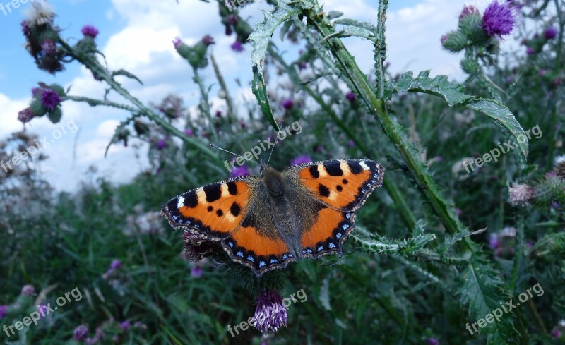 Animal Insect Butterfly Butterflies Mermaid Pokrzywnik