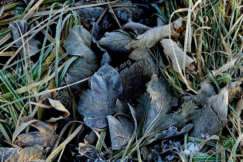 Frost Hoarfrost Leaves Winter Cold