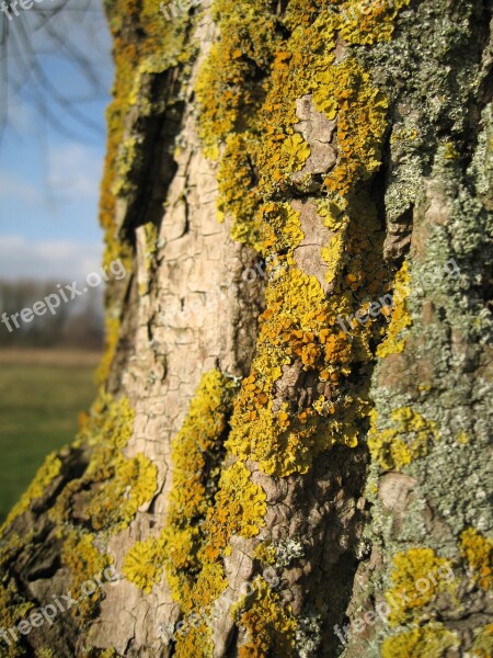 Tree Tribe Lichen Lychen Yellow