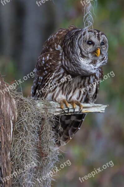 Barred Owl Owl Nature Free Photos