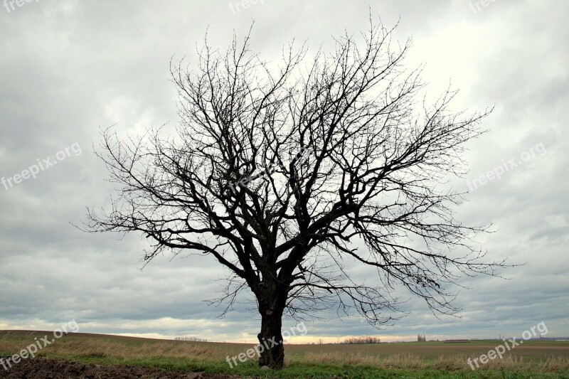 Tree Field Lone Tree Branches Konary