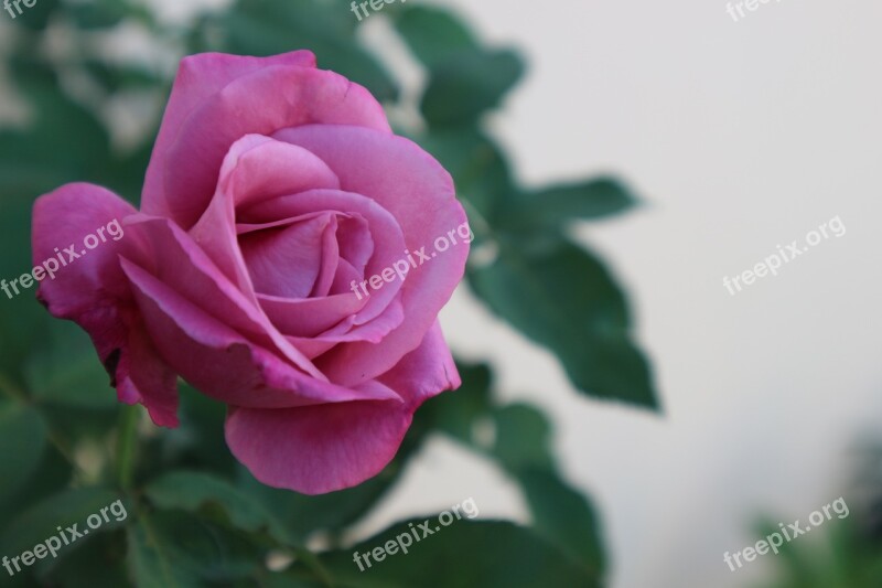 Rose Purple Rose Purple Romance Nature