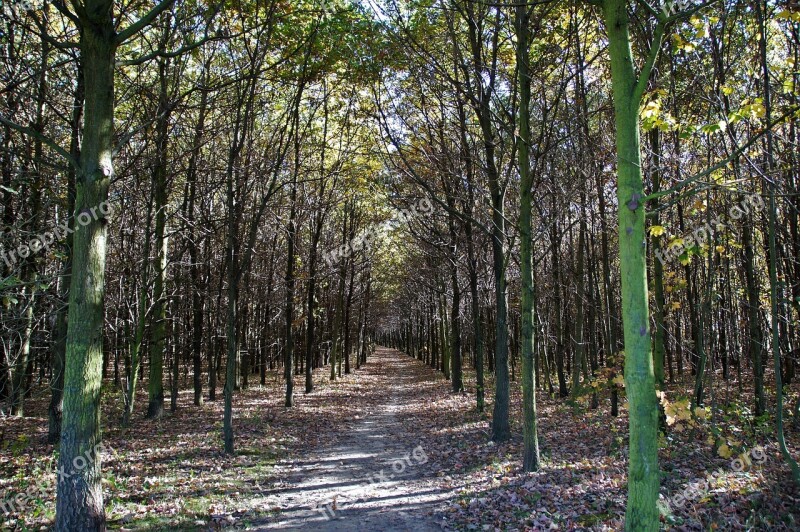 Autumn Forest Forest Road Trees Deciduous Tree