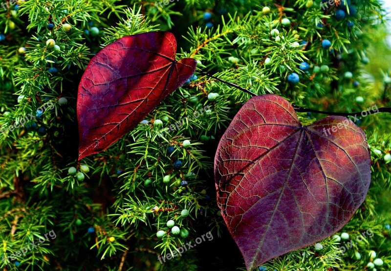 Autumn Foliage Colorful Juniper Juniper Fruit