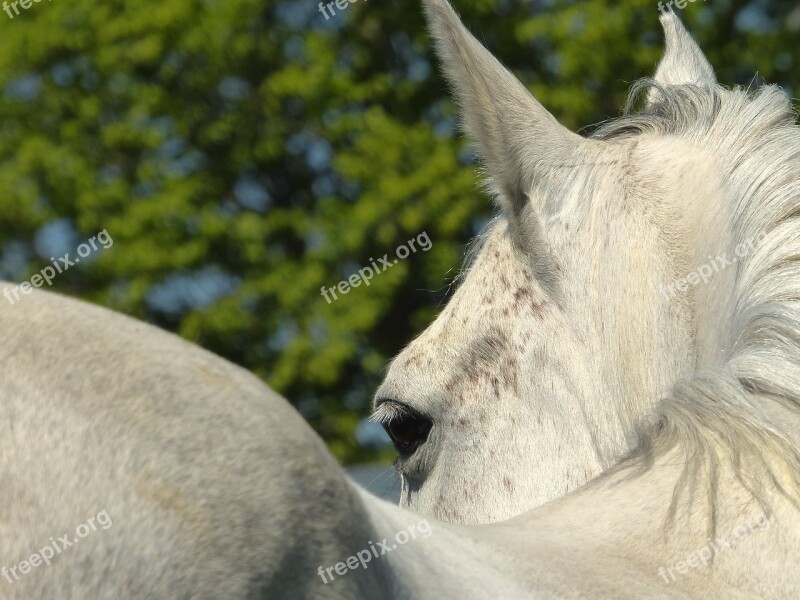 Horse Look Pure Arab Blood White Horseback Riding