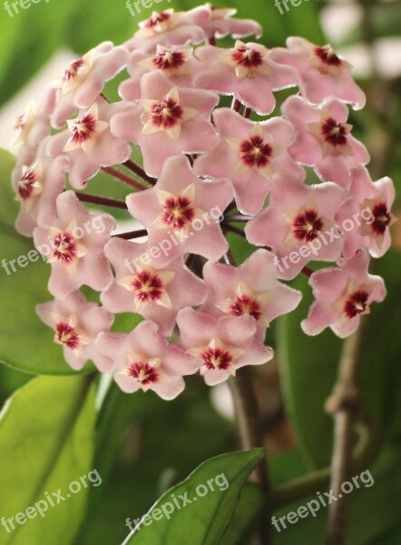 Hoya Waxflower Porcelainflower Star Shaped Blossoms