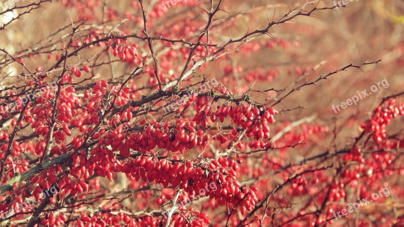 Barberry The Fruits Of Barberry Berberis Red Berries Shrub With Fruits