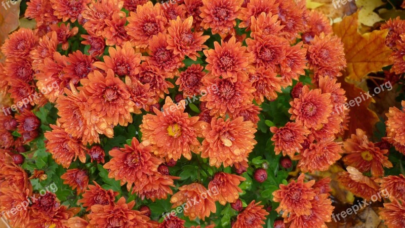 Flower Aster Blossom Bloom Red Brown