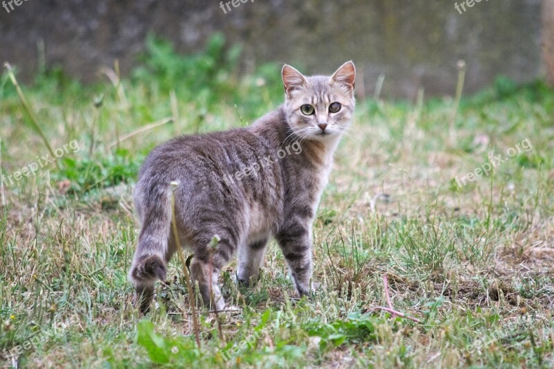 Animal Mammal Nature Cute Cat