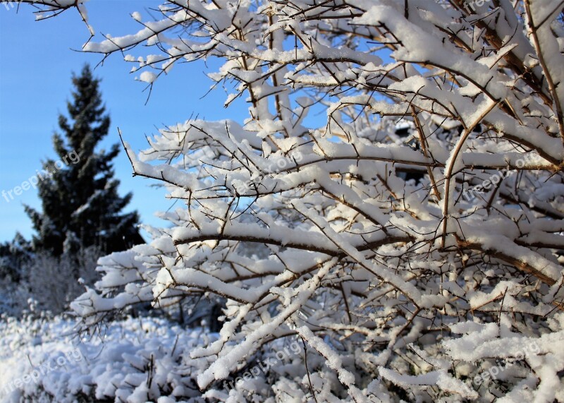 Winter Gran Christmas Tree Snow Landscapes