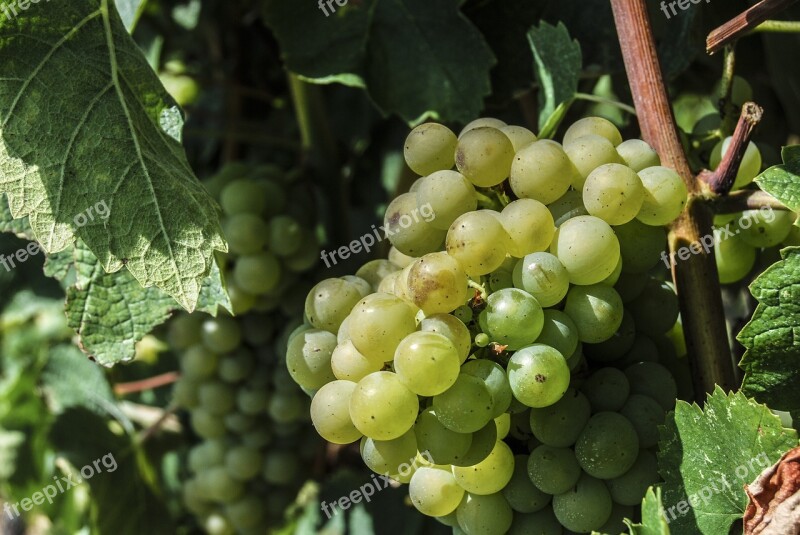 Fruit Grapes Creeper Wine Food