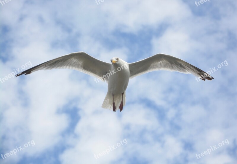 Gull Seagull In Flight Seabird Ornithology