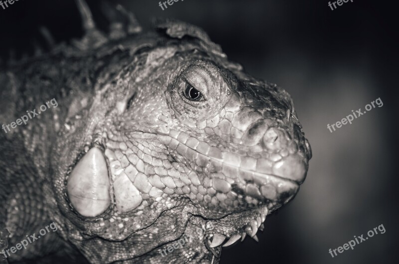 Iguana Lizard Macro Nature Reptile