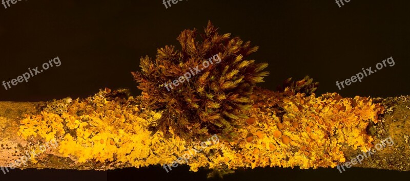 Lichen Yellow Lichen Xanthoria-parietina Ordinary Gelbflechte Mushroom