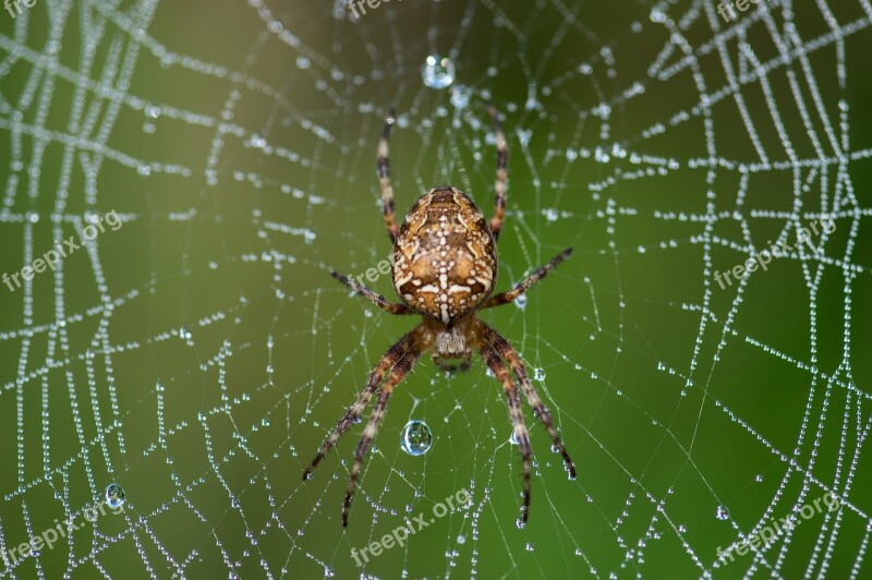 Araneus Diadematus Spider Canvas Dew Insect