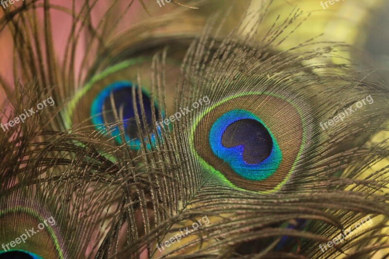 Feather Peacock Bird Peafowl Pattern