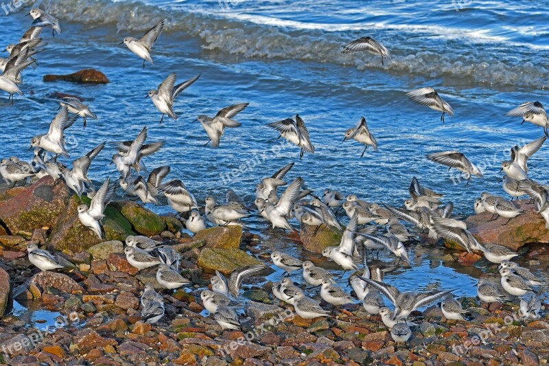 Sanderlings Landing Calidris Alba Nature Sea