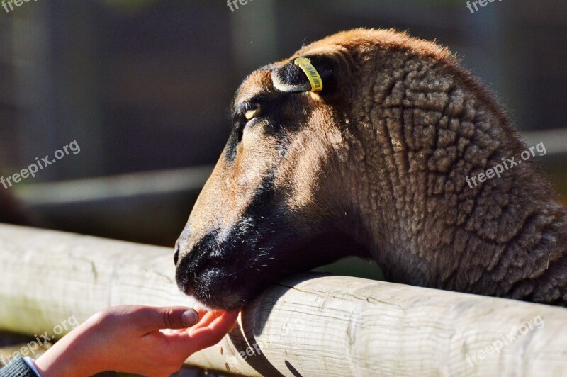 Sheep Animals Sheep's Wool Flock Of Sheep Animal