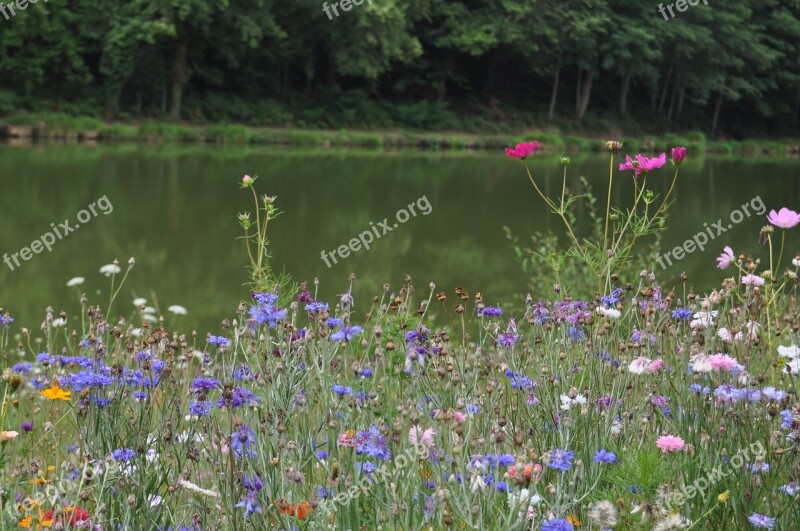 Nature Meadows Summer Field Wildflower