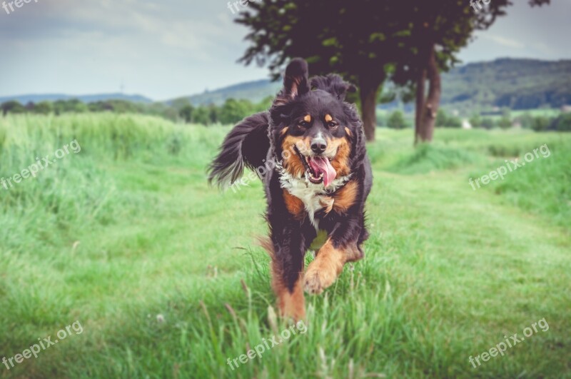 Grass Animal Field Meadow Dog