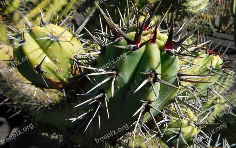 Cactus Plant Nature Spikes Free Photos