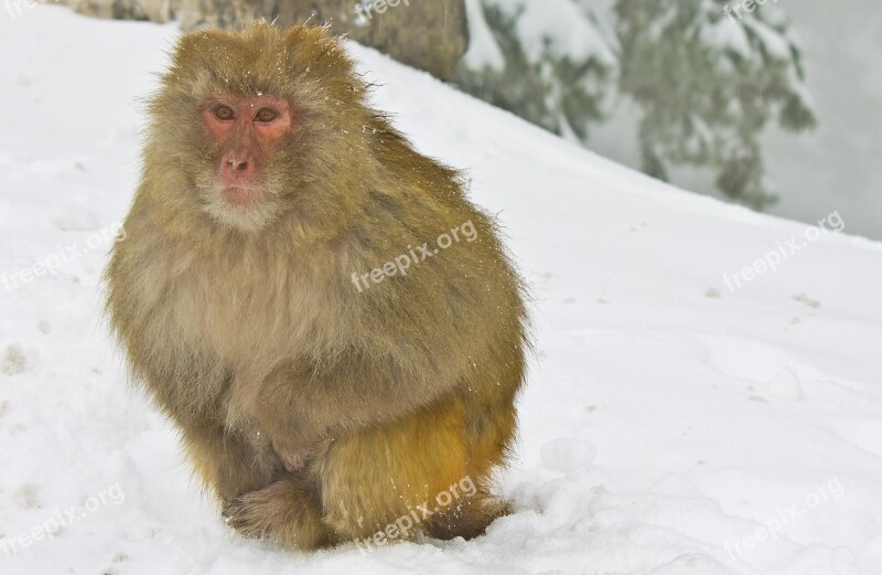 Snow Winter Cold Mammal Nature