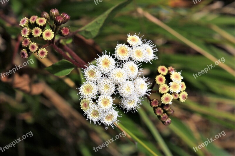 Daisy Flora Floral Flower Outdoors