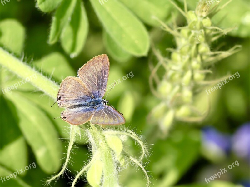 Butterfly Insect Animal Macro Roosting