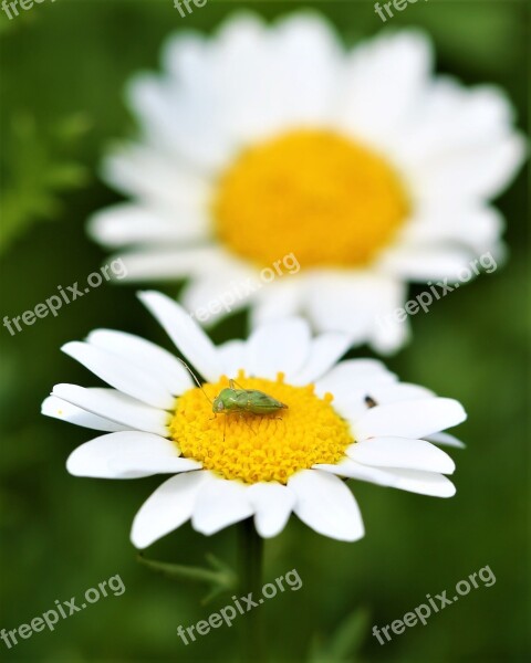 Daisy Flower Insect Animal Macro