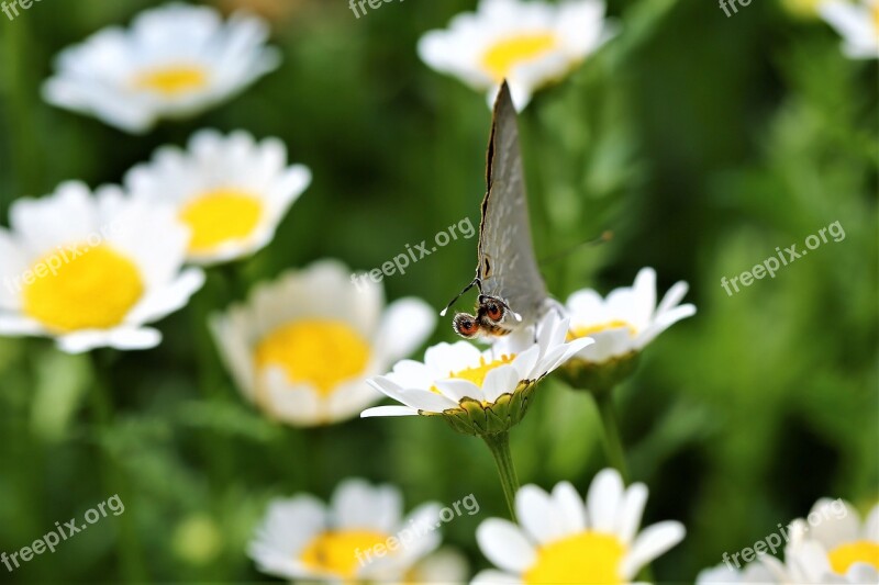 Daisy Flower Butterfly Insect Animal