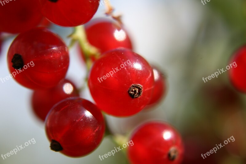 Currant Fruit Nature Food Juicy