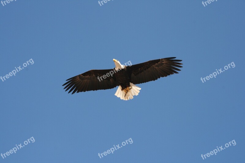 Bird Bird Of Prey Nature Animal World Adler