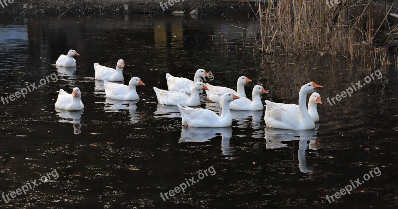 Goose Duck Animal Lake White