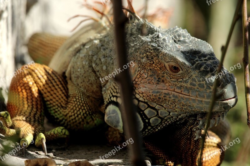 Nature Animalia Wild Life Reptilia Lizard