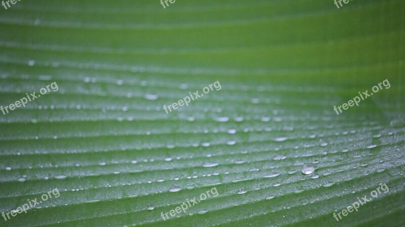 Dew Autumn Leaves Dew Drops Nature Drops Of Water