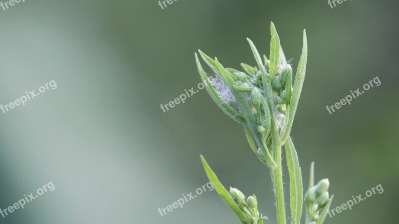 Flowers Hatha Grass Green Nature Flower Plant