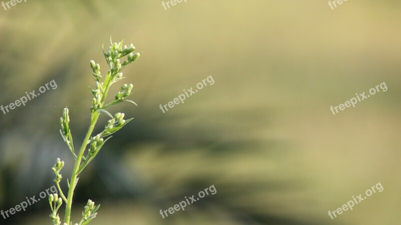 Flowers Hatha Grass Green Nature Flower Plant