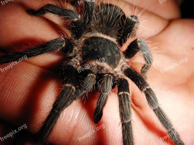 A Giant Aviary Arachnid Ptasznikowate Animals Insect