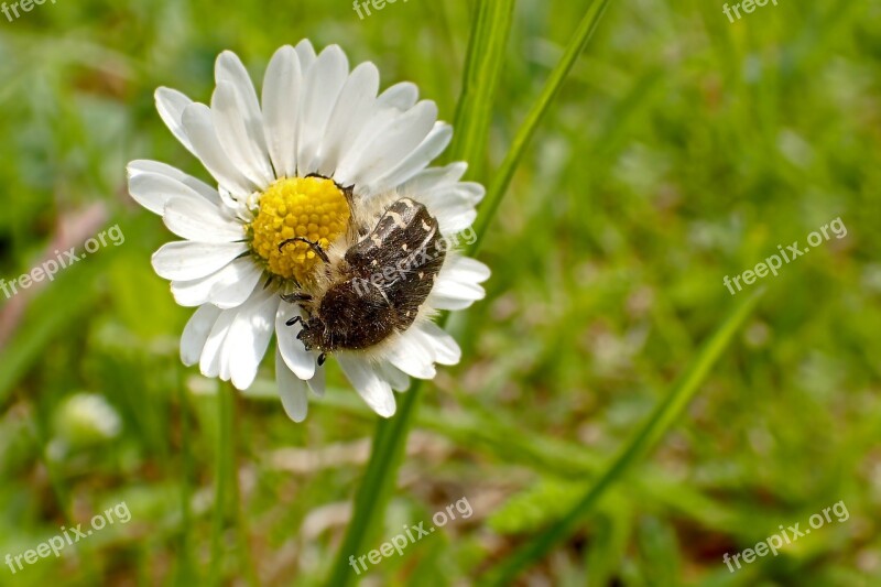 Nature Plant Flower Summer Grass